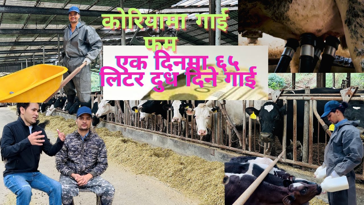 दैनिक ६५ लिटर दुध दिने होलिष्टिक जर्सी गाई।कोरियन गाईफममा नेपाली कामदार संग कुराकानी