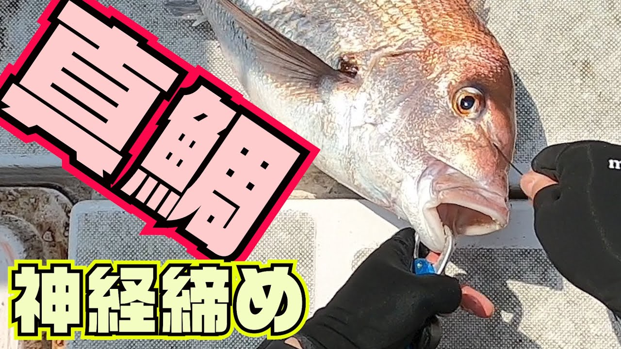 タイラバ師必見！鯛の締め方！ – タイラバ仕掛けの仕方 | 【神経締め】簡単な血抜き、魚の締め方 – CNNPQW