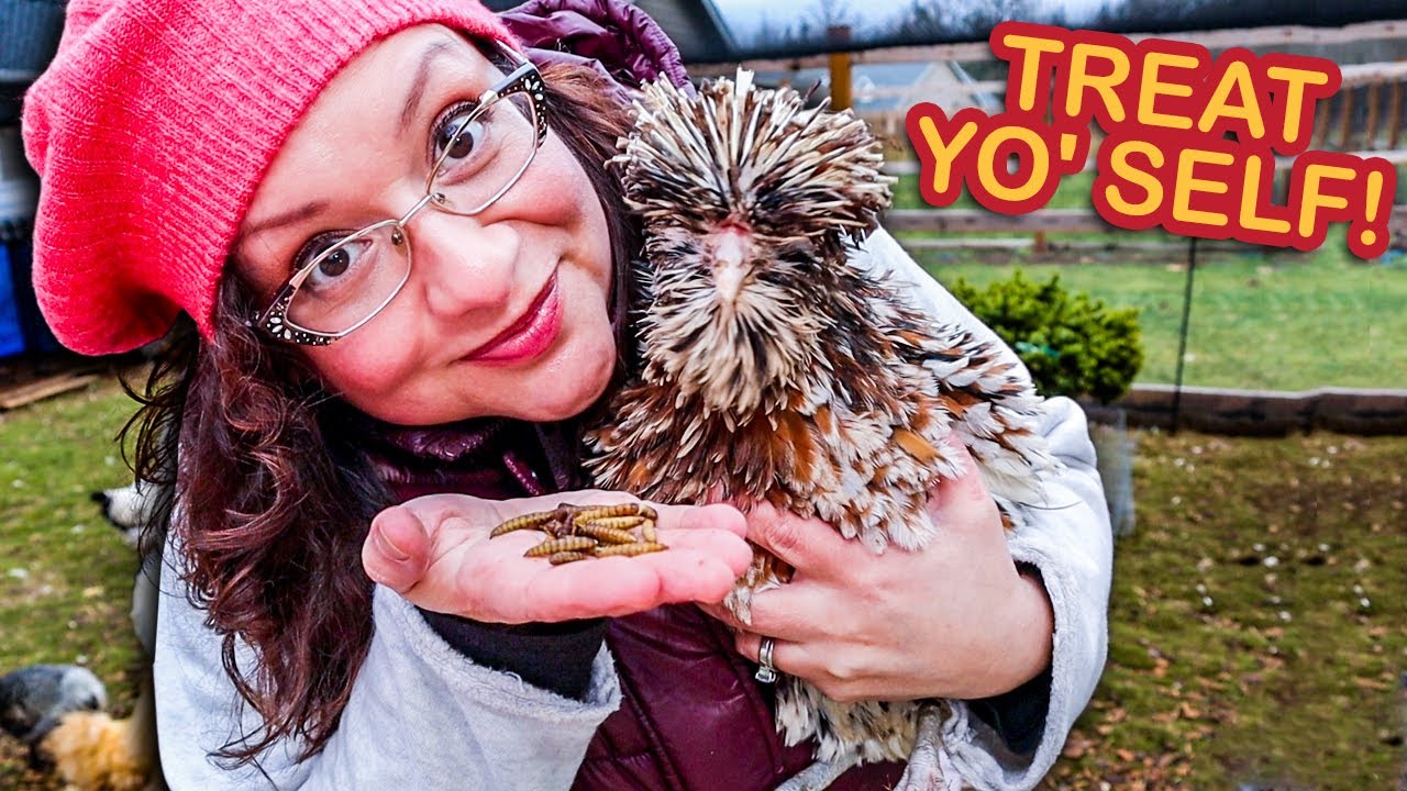 What I Do for My Special Needs Chickens