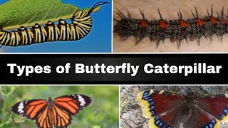 Types Of Erfly Caterpillar Different Types Of Caterpillars