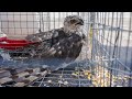 I Trapped a Red-Tailed Hawk...Game Warden Called