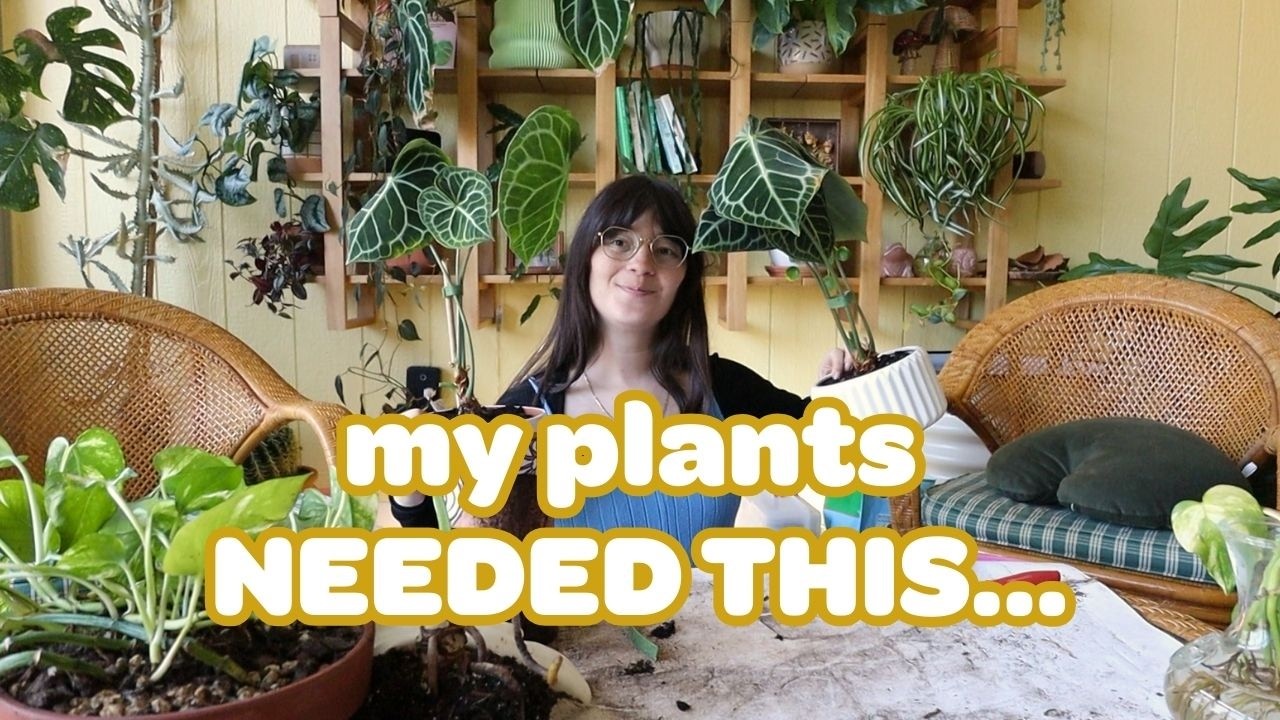 Зимой я совсем забросила свои комнатные растения... давайте это исправим.