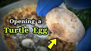 Opening Turtle Eggs, Dissection, CAUTION Graphic Content