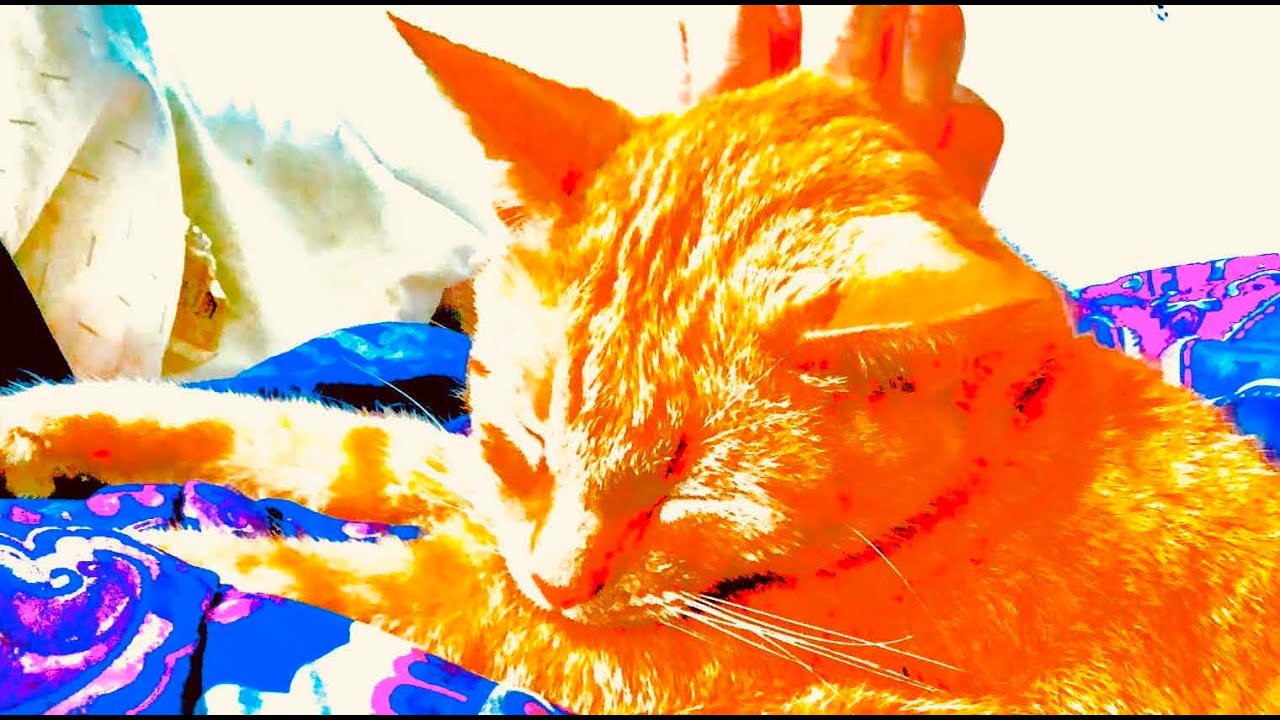 On Little Cats' Feet: A Ghost Kitty Tale!