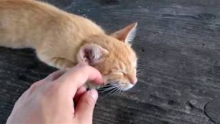真夏に出会った可愛すぎる茶トラ子猫3 ～可愛い鳴き声からの噛み噛み攻撃～