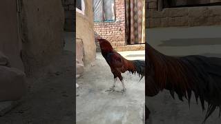 #music #electronic #ambientmusic #relaxingmusic #electronicmusic #aseel #aseelmurga #swataseels #dan