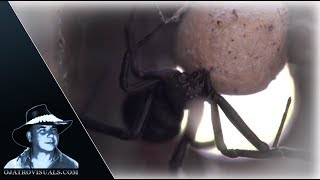 Black Widow Spider Incubating 02