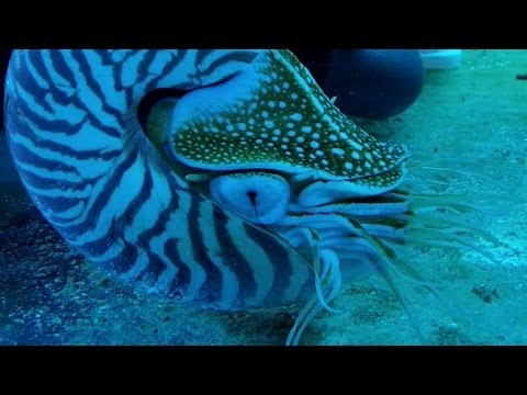 Daniel Feeds The Nautilus!
