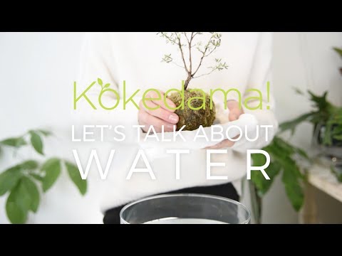 Videó: Succulent Kokedama Care: Hogyan készítsünk zamatos mohalabdát