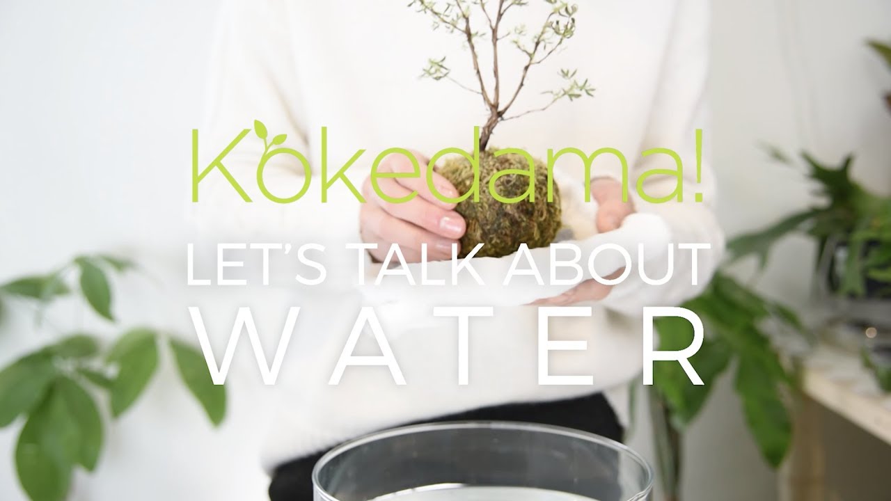 How To Care For A Kokedama Plant