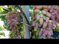 СОрт винограда оригинал  урожай 2015