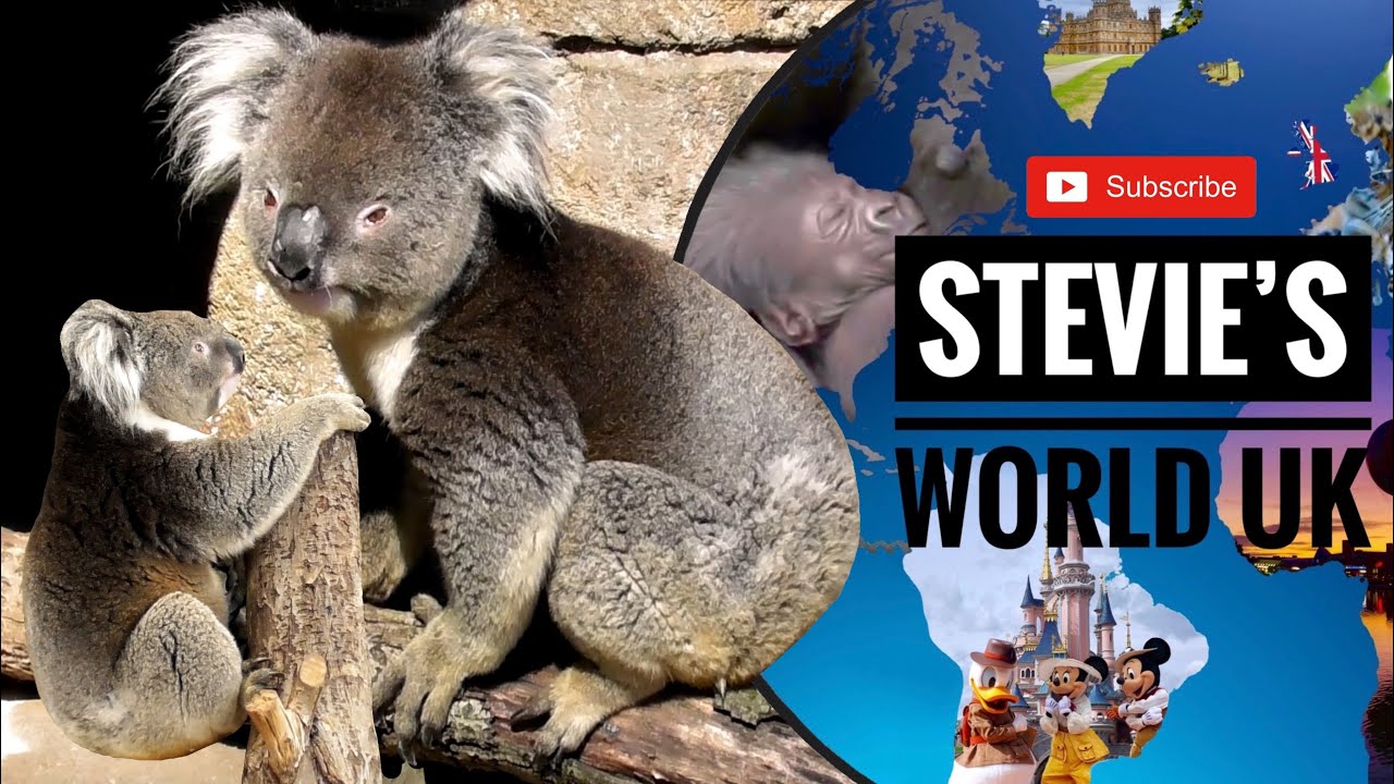 LIVELY PAIRED UP KOALAS AND MATING CALLS AT LONGLEAT'S KOALA CREEK