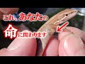 【カナヘビ寄生虫】気づかず飼育すると悲惨なことになります