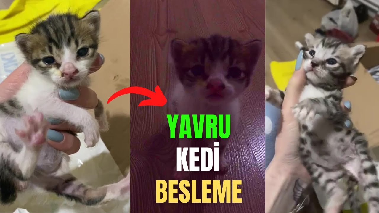 YAVRU KEDİLER NASIL BESLENİR ? YAVRU KEDİ BAKIMI ( İSİM ARIYORUZ