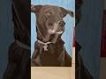 Angel dog portrait I’m working on at the moment… #ArtfromtheHartbyJHartMeeks