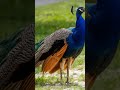 #peacock #ramnaamsejagmaghai #love #anjanimatamandirlivedarshansalasar