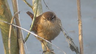 Zaunkönig Ruft Und Kommt Näher - Wren Calling And Coming Close