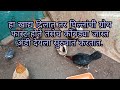 हा खाद्य द्या पिल्लांची ग्रोथ फास्ट होते तसेच कोंबड्या जास्त अंडी देयला सुरुवात करतात.(kukut Palan).