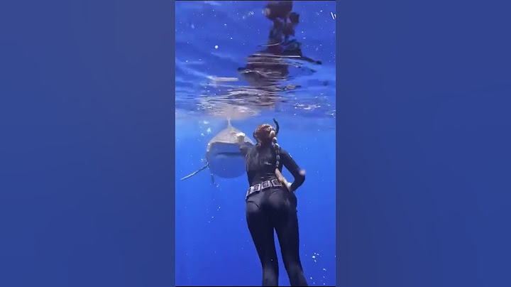 HOW TO SURVIVE SHARKS