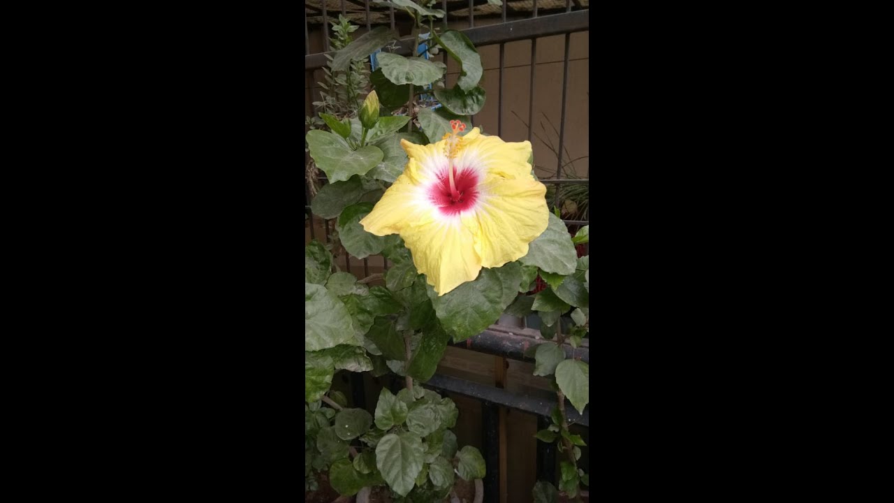 best-homemade-fertilizer-for-hibiscus-plant-youtube