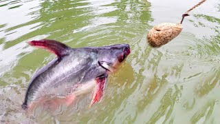 Fishing Video || The fishing experience of the village fishermen surprised everyone || Fish hunting