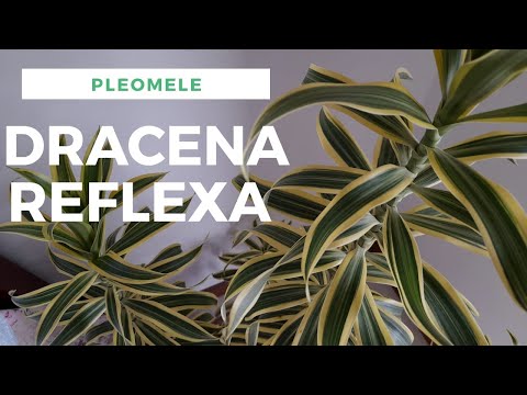 Vídeo: Como Cultivar Dracaena Orlada