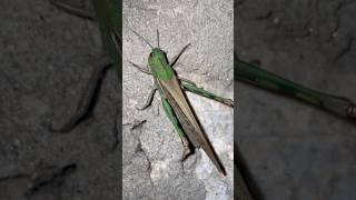 Amazing Grasshopper Close Up 🦗 | Nature Beauty in Slow Motion #shorts #nature #naturevideo