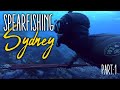 Spearfishing sydney 2020