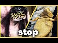 Reviewing Your Disappointing Reptile Pictures - #6