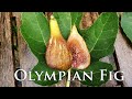 Olympian Fig and all the figs like it