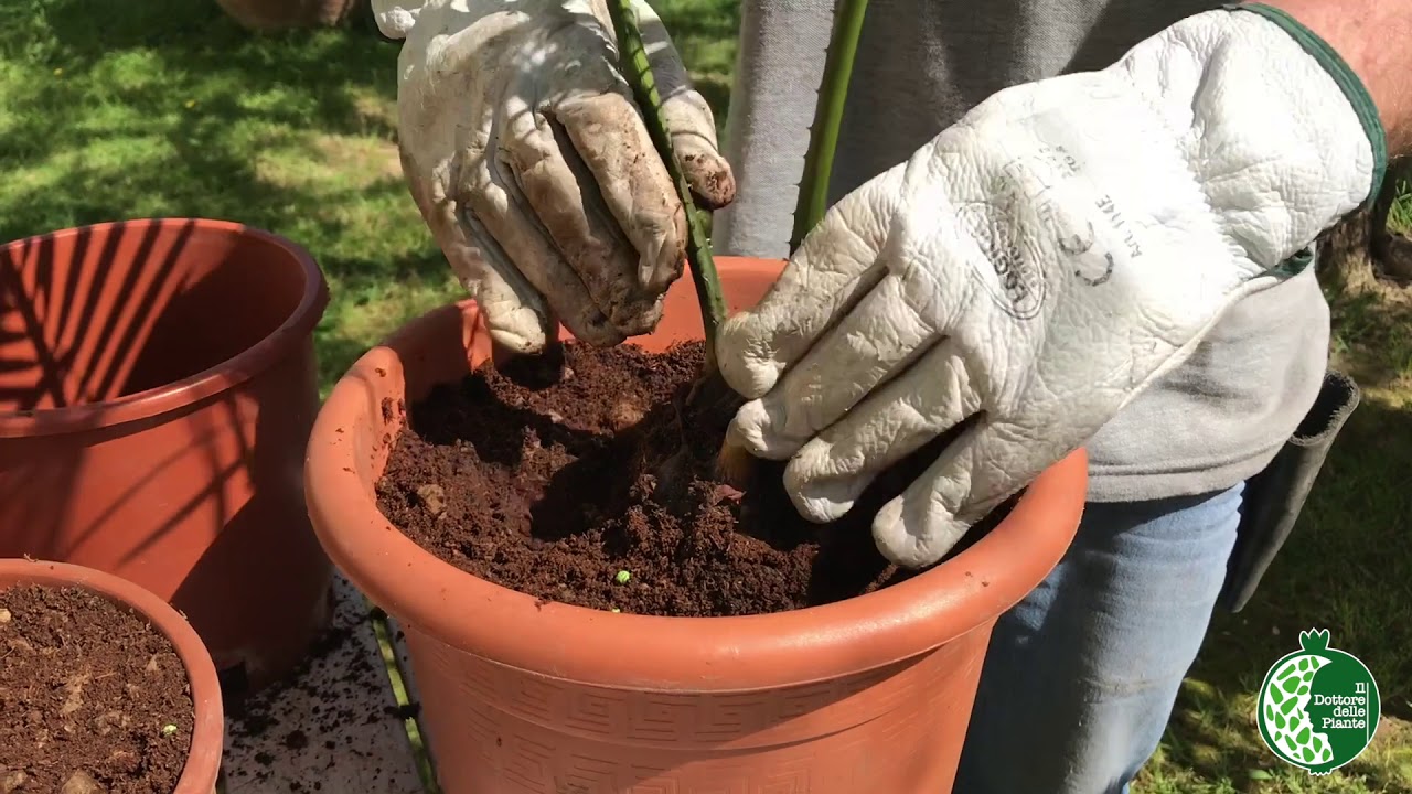 Cycas Revoluta: Rinvaso Polloni basali
