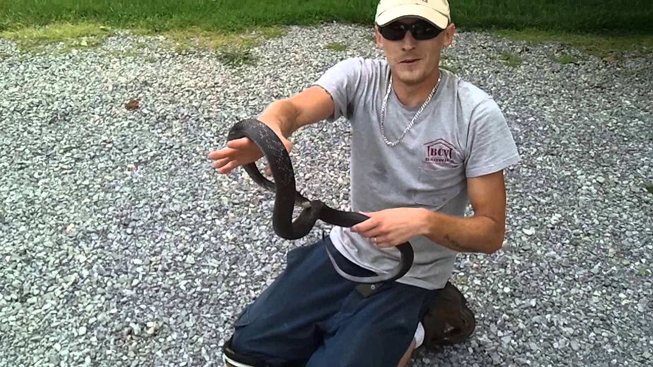 black mirror season 5 Pist off black rat snake