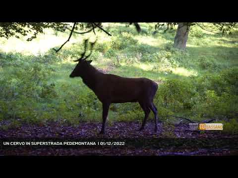 UN CERVO IN SUPERSTRADA PEDEMONTANA  | 01/12/2022