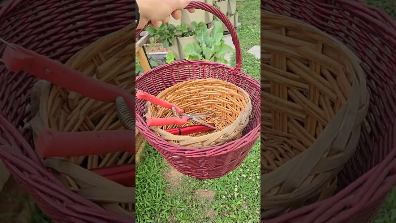 Harvest Time | First Summer Crop Harvest 2026  #freshlypicked #garden #growfood
