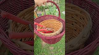 Harvest Time | First Summer Crop Harvest 2026  #freshlypicked #garden #growfood