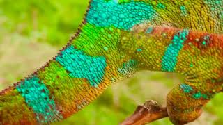 Ambilobe Panther Chameleon - a majestic male