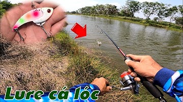 Câu Lure Cá Lóc ✅ Lure Cá Lóc Ngày Nắng Gió Bằng Cá Sắt Và Cái Kết | Tâm Râu Vlog #305