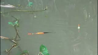 TARIKANNYA MANTAP, STORY WA MANCING