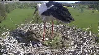 2024 04 29 Storchennest Lindheim, Drei Eier nur noch, jetzt schön das Nest lüften und Eier drehen