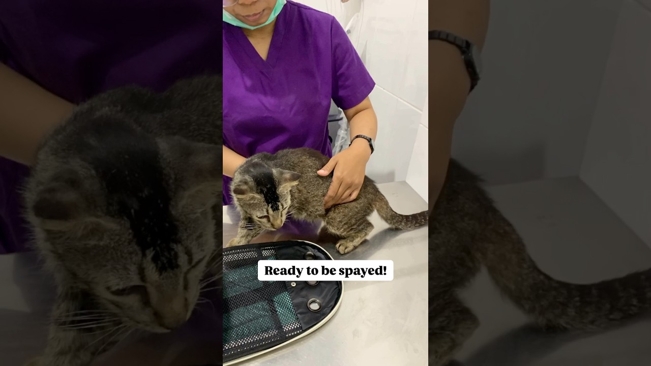 ENDED 2024 BY TNR A BEAUTIFUL STRAY CAT IN BALI 