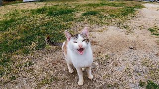 広場にいた野良猫に呼び止められてナデナデしていたら他の猫も次々と集まってきてプチ猫集会になった