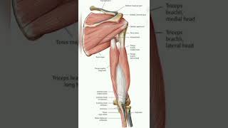 Upper limb muscle anatomy