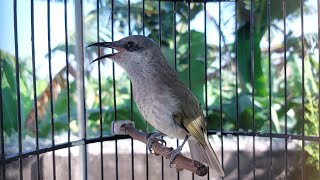 Kecial Kombok lombok gacor tembakan rapat durasi pandek - Masteran dan Terapi Burung Macet Bunyi