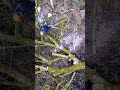 LandCleaning - Whole video in my YouTube channel ;) #woodcutting #stihl #countryside