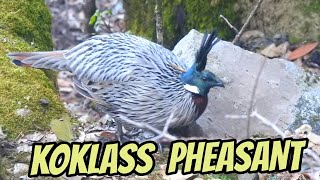 Koklass Pheasant