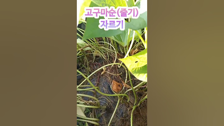 고구마순치기, 고구마줄기 자르기