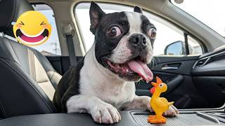 Smarty Funny Animal Video Clips 😹🐶 The Funniest cat & dog Moments Compilation 🐾 screenshot 5