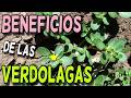 Beneficios de las verdolagas, como se limpian y receta.