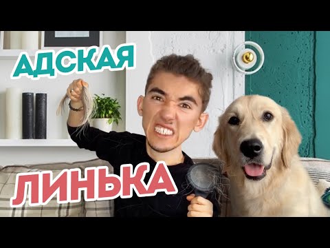 Как бороться с линькой Голден ретривер/Собака СИЛЬНО ЛИНЯЕТ шерсть + пара советов по уходу