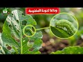 سر المشاتل في القضاء على دودة الأوراق والمن نهائيا بمكون طبيعي واحد